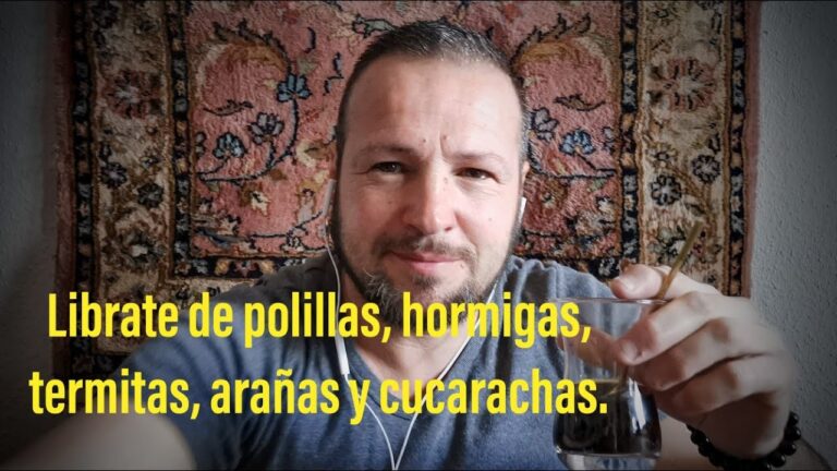 polilla en alfombras