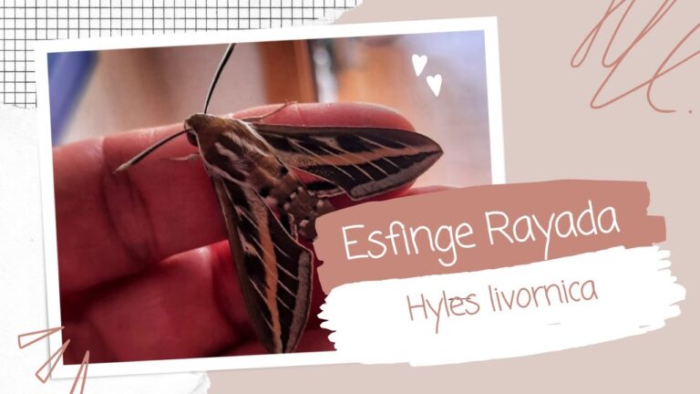 polilla esfinge rayada
