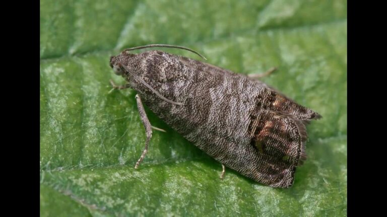 polilla halcón de la manzana