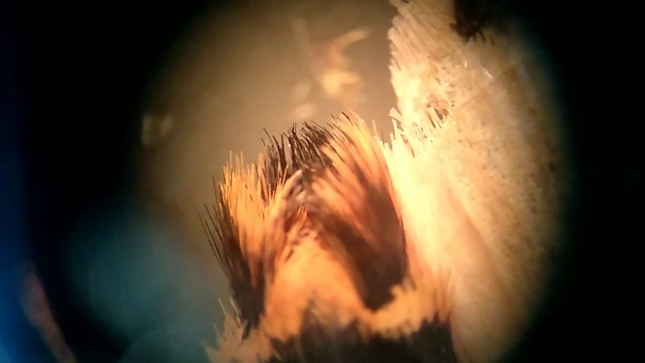 polilla hembra