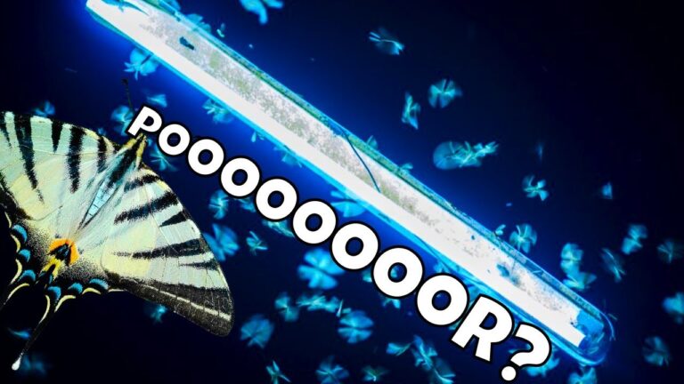 polilla insecto