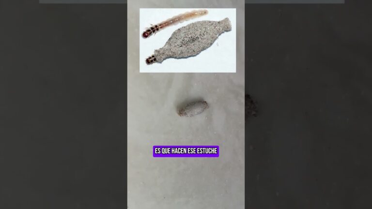 polilla sin boca