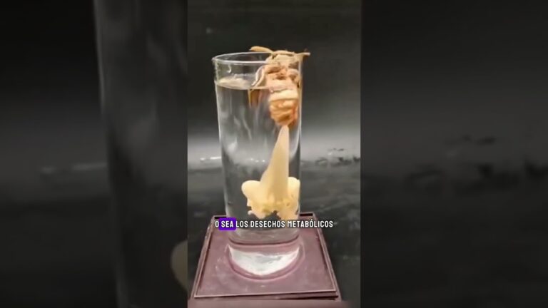 polilla sin sistema digestivo