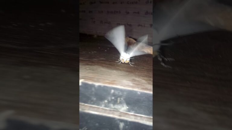 polilla wicca
