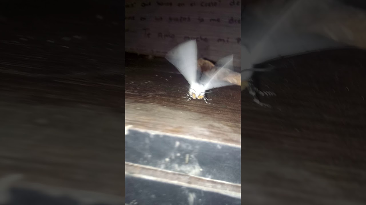 polilla wicca