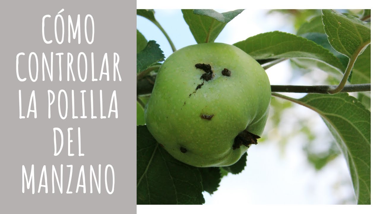 trampa para polilla del manzano