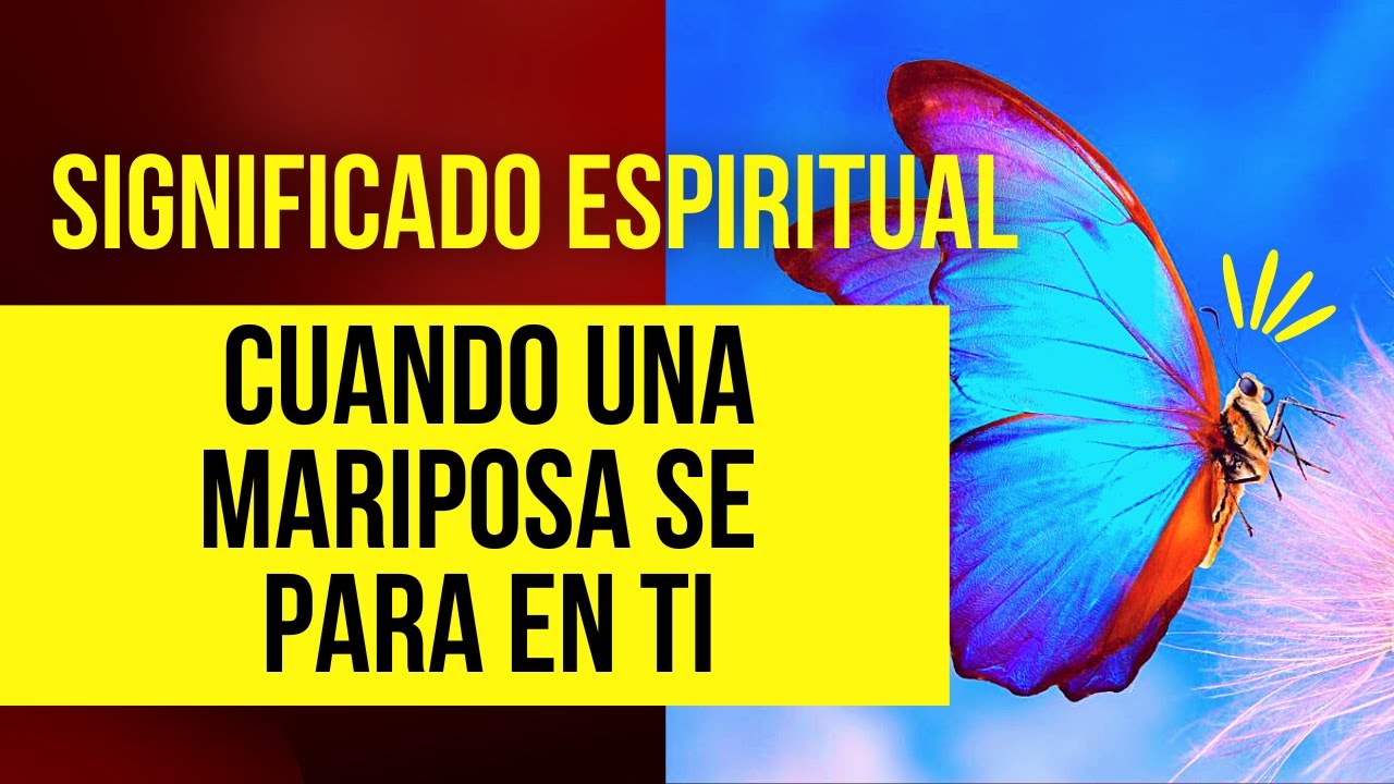una polilla se posa en mi