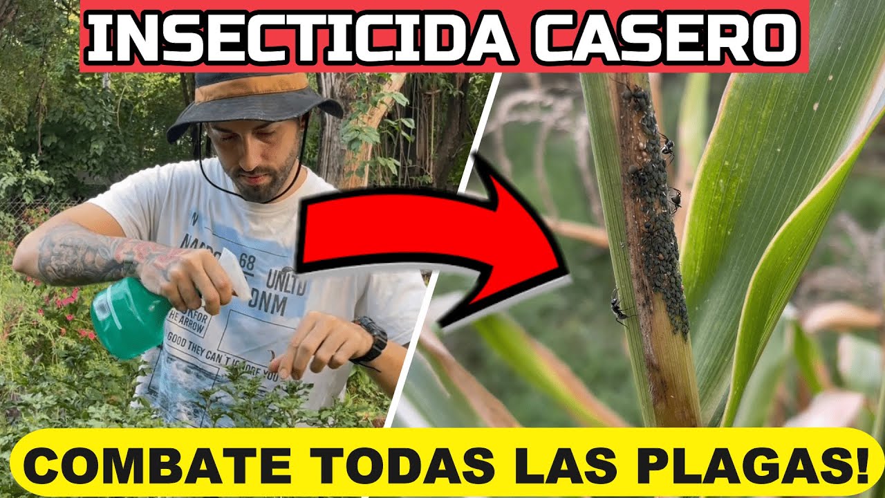bicarbonato y vinagre para polillas