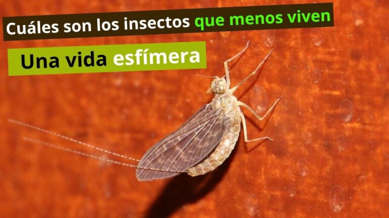 cuanto tiempo vive polilla