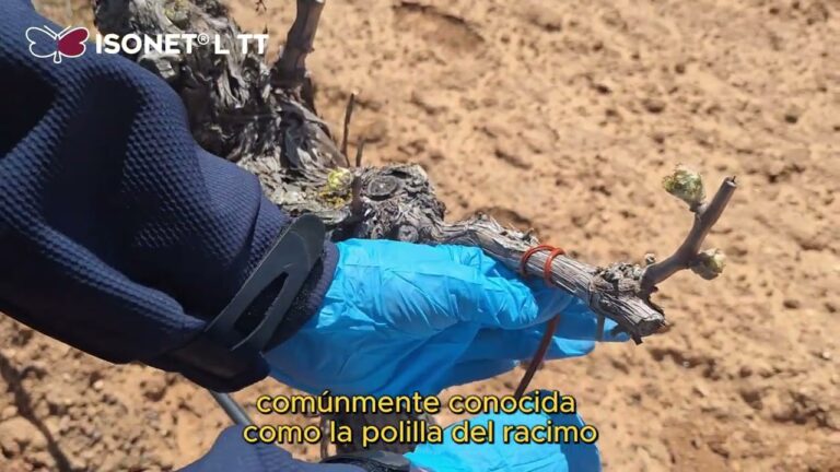 feromonas polilla del racimo de la vid