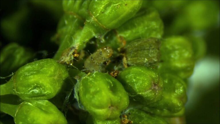 larva polilla del racimo