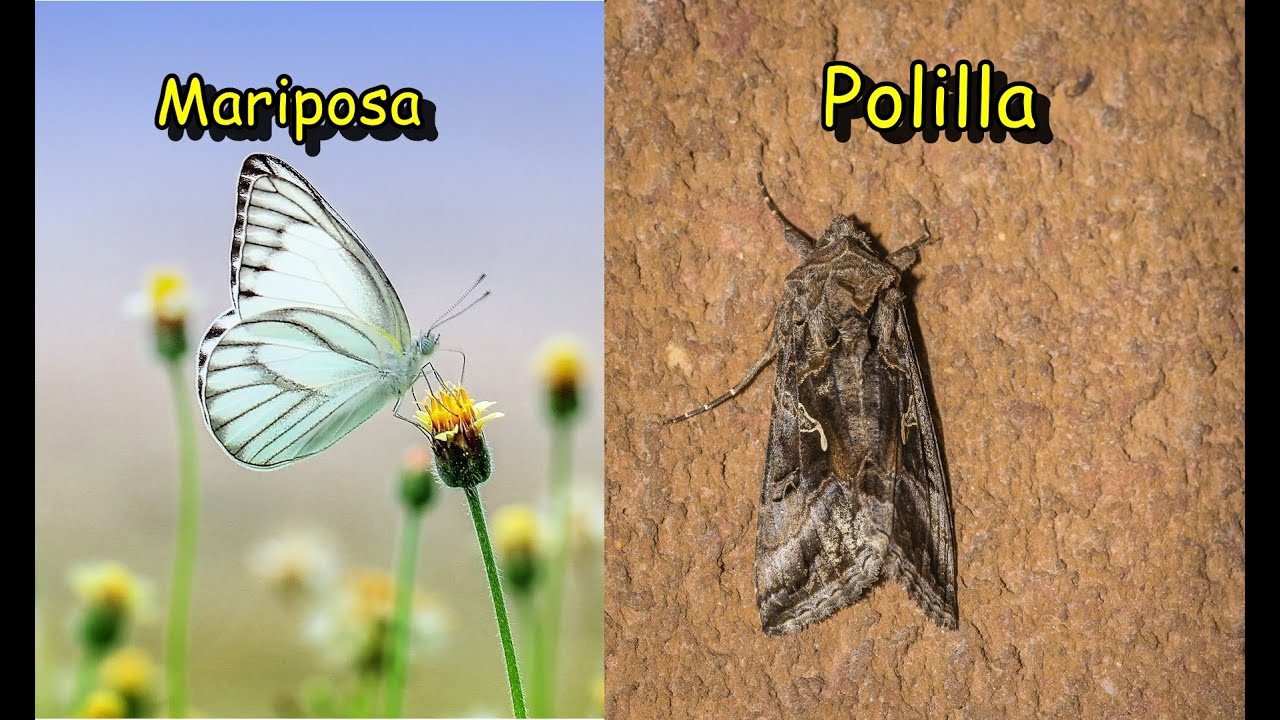 mariposa nocturna o polilla