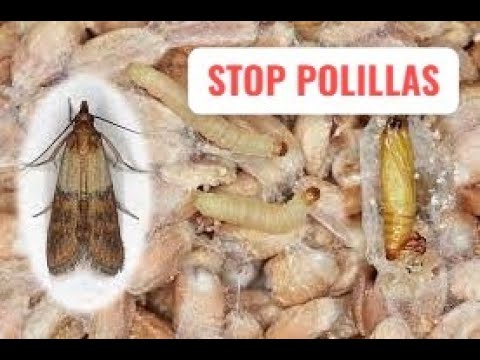polilla armario