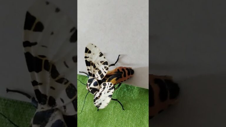 polilla blanca con manchas negras