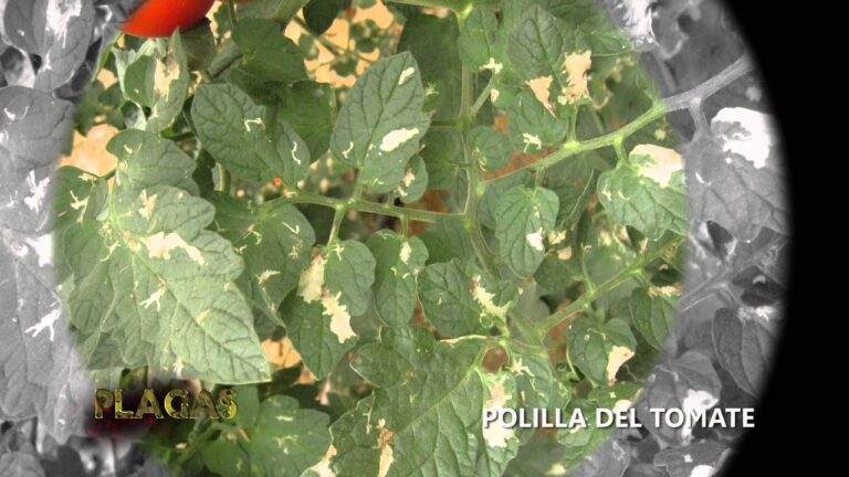 polilla del tomate