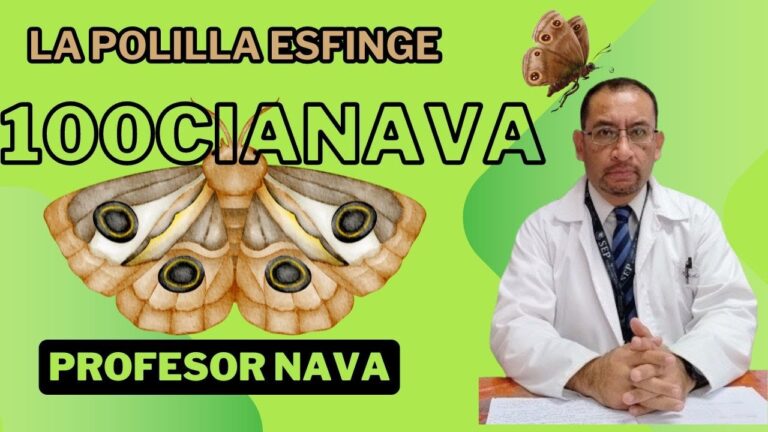 polilla esfinge