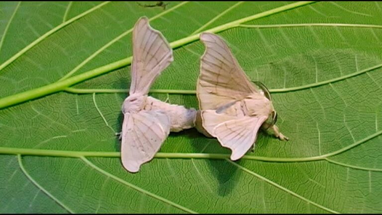 polilla gusano de seda
