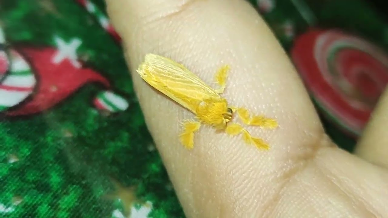 polilla naranja