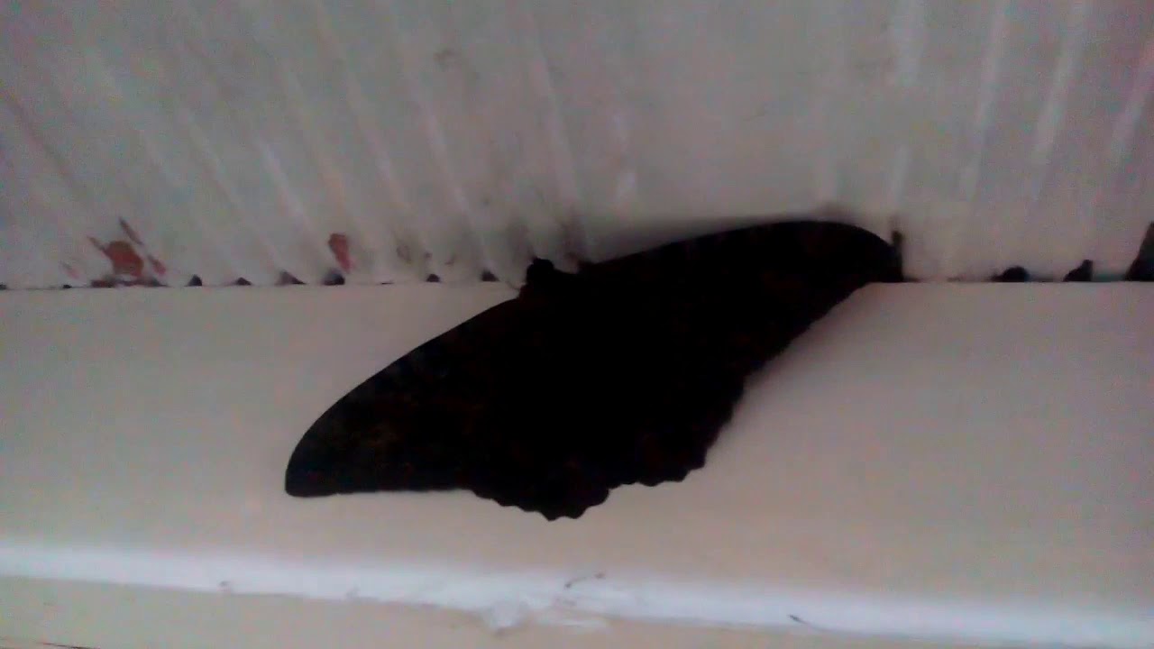 polilla negra