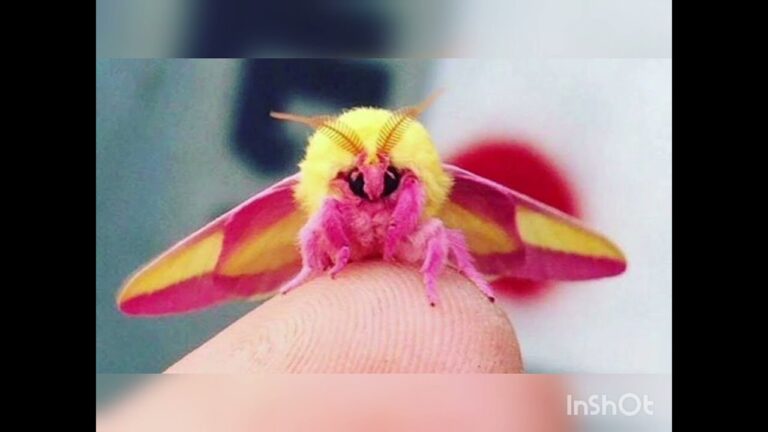 polilla rosa