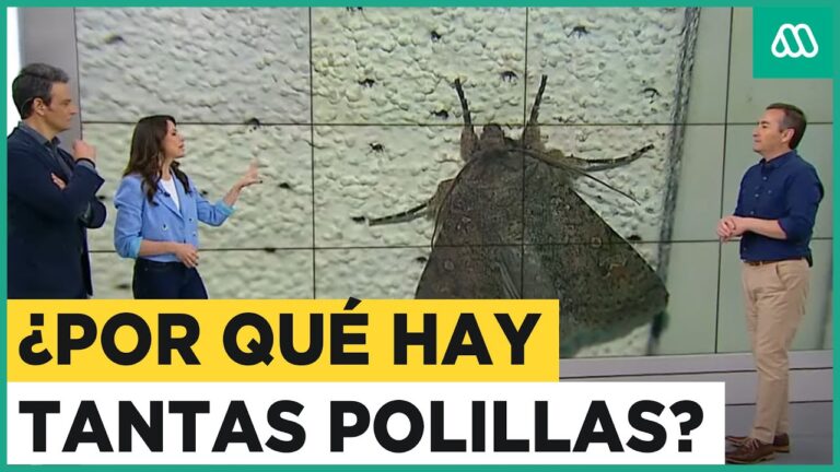 por que hay tanta polilla en mi casa