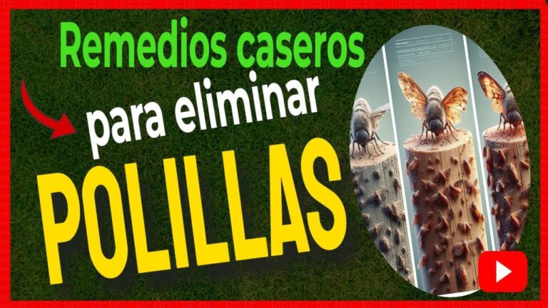 que usar para la polilla de la madera