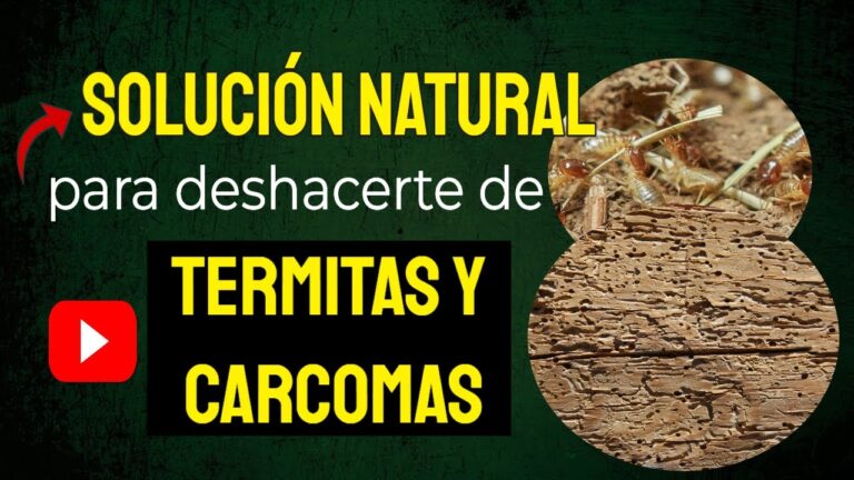 remedios caseros para tratar la polilla en la madera