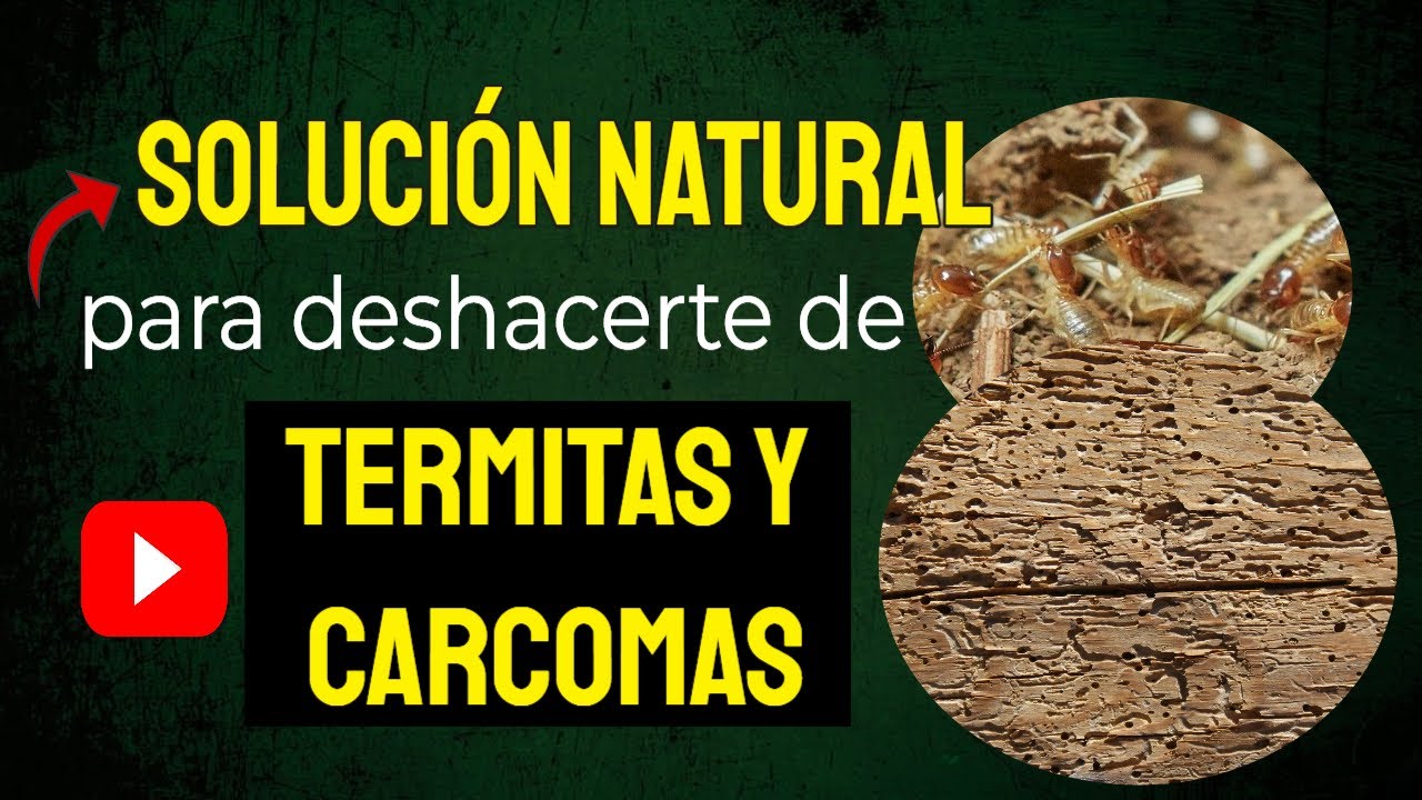 el mejor producto para eliminar la polilla de la madera